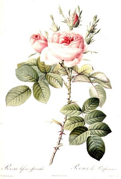 लैंग्लोइस द्वारा उकेरी गई रोजा बिफेरा ऑफिसिनैलिस, रेमंड द्वारा प्रकाशित (रंगीन उत्कीर्णन) द्वारा पियरे जोसेफ (बाद) रेडआउट