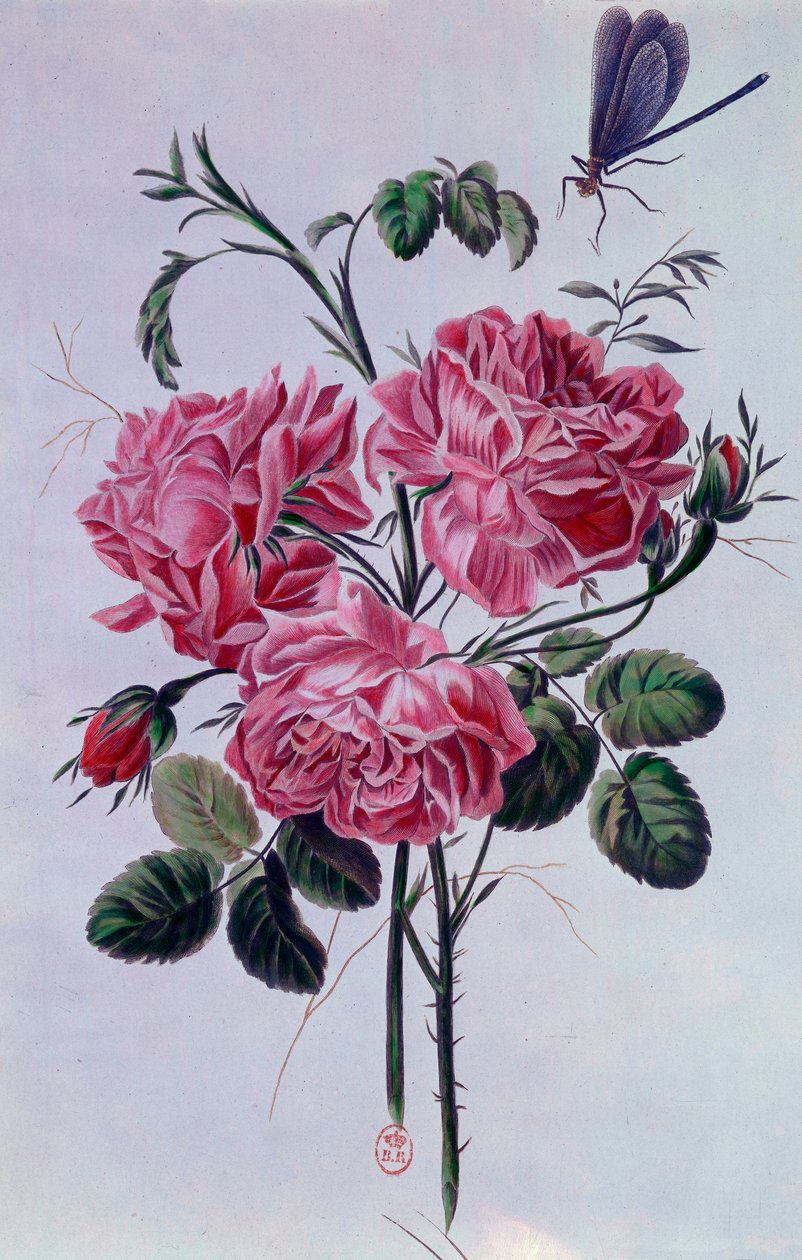 पियरे जोसेफ द्वारा peonies लिथोग्राफी का गुलदस्ता द्वारा पियरे जोसेफ बुकोज़ो