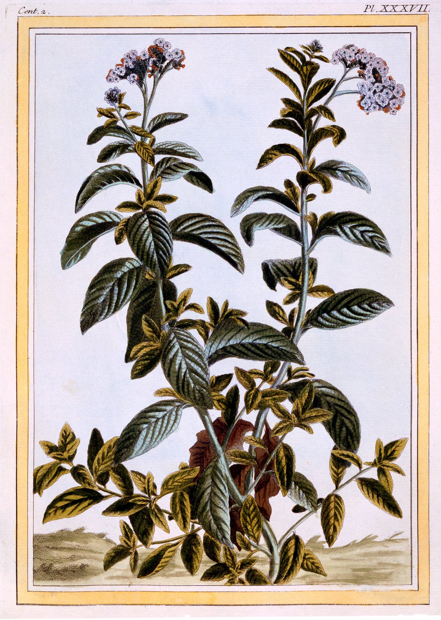 हेलियोट्रोप या चेरी-पाई, c.1766 (हाथ से रंग की नक्काशी) द्वारा पियरे जोसेफ बुकोज़ो