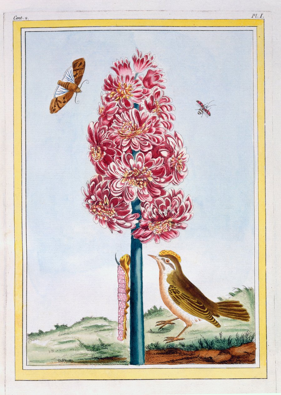 जलकुंभी, c.1766 (हाथ से सजी नक्काशी) द्वारा पियरे जोसेफ बुकोज़ो