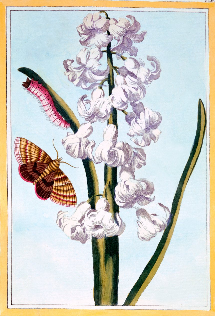 जलकुंभी, c.1766 (हाथ से सजी नक्काशी) द्वारा पियरे जोसेफ बुकोज़ो