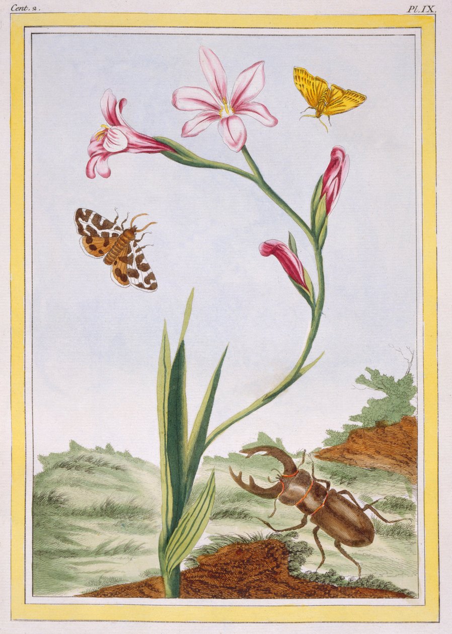 L'Ixia मांस के रंग का Ixia और स्टैग बीटल, पब। 1776. द्वारा पियरे जोसेफ बुकोज़ो