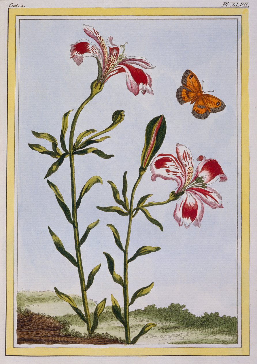 La Fleur Tachete des Incas (पेरुवियन लिली), c.1766 (हाथ से बने नक्काशी) द्वारा पियरे जोसेफ बुकोज़ो