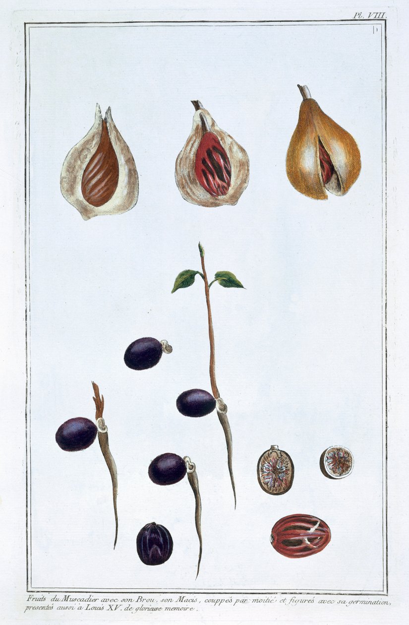 जायफल, सी1751-1807 द्वारा पियरे जोसेफ बुकोज़ो