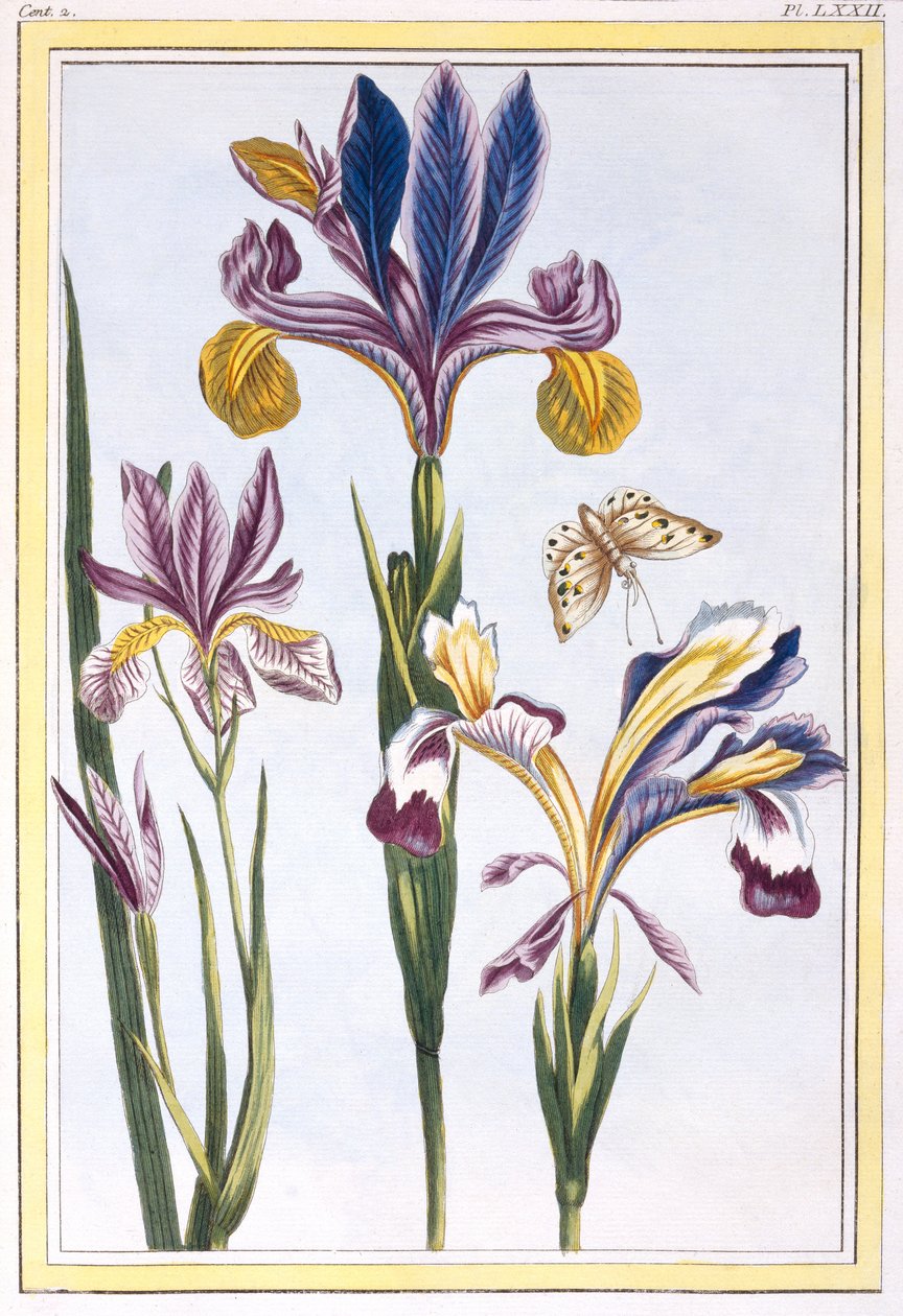 विभिन्न प्रकार के आइरिस, c.1776 (हाथ से रंग की उत्कीर्णन) द्वारा पियरे जोसेफ बुकोज़ो