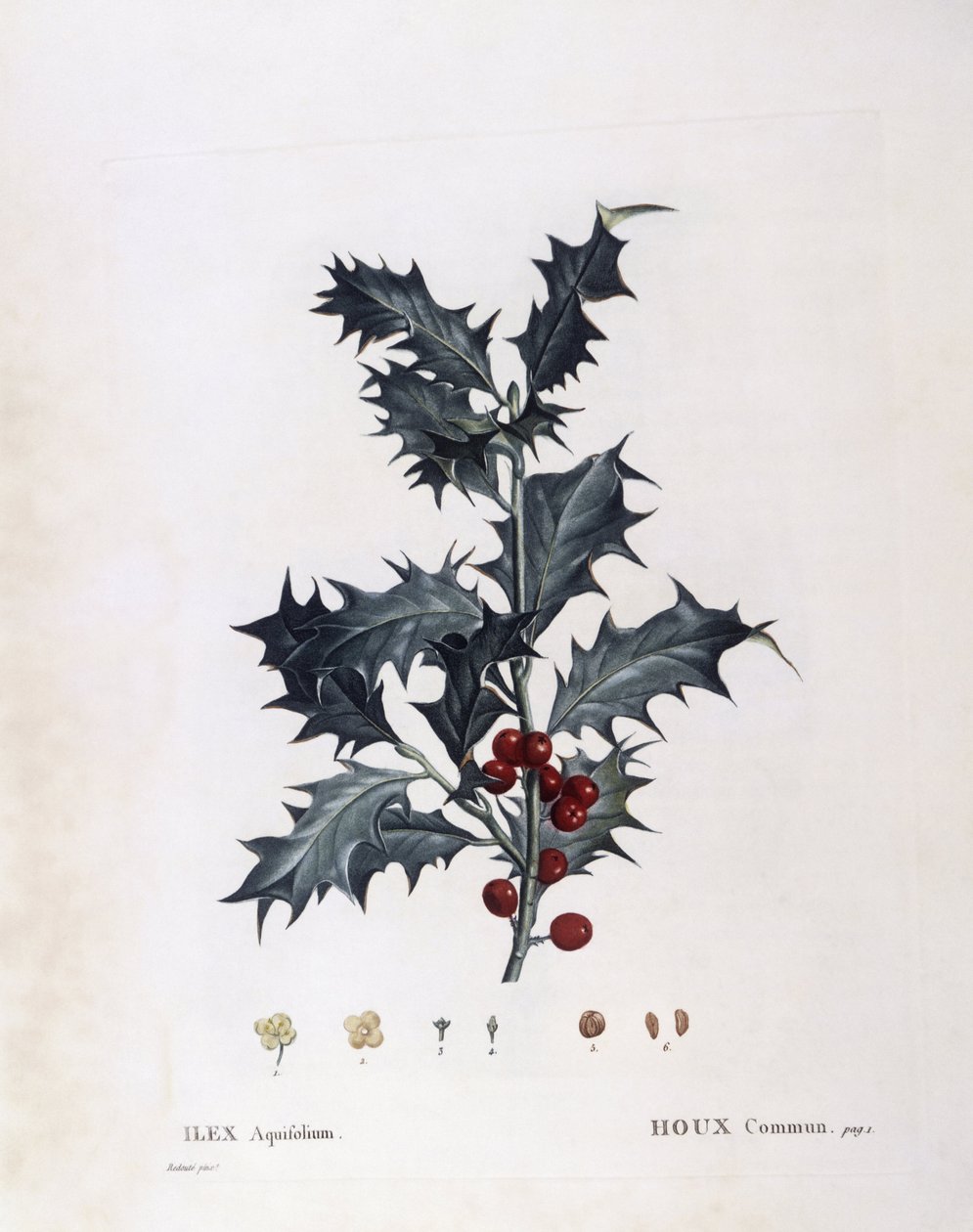 Aquifoliaceae - यूरोपियन हॉली (Ilex aquifolium)। (वनस्पति प्लेट द्वारा पियरे जोसेफ रेडाउट