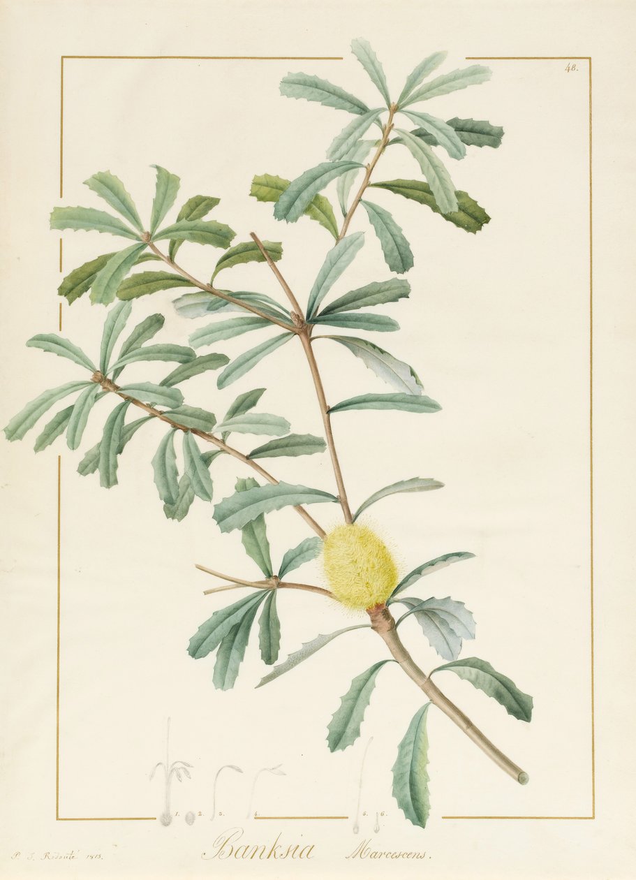बैंक्सिया मार्सेकेन्स, 1813 (वेल्लुम पर ग्रेफाइट पर wc und bodycolour) द्वारा पियरे जोसेफ रेडाउट