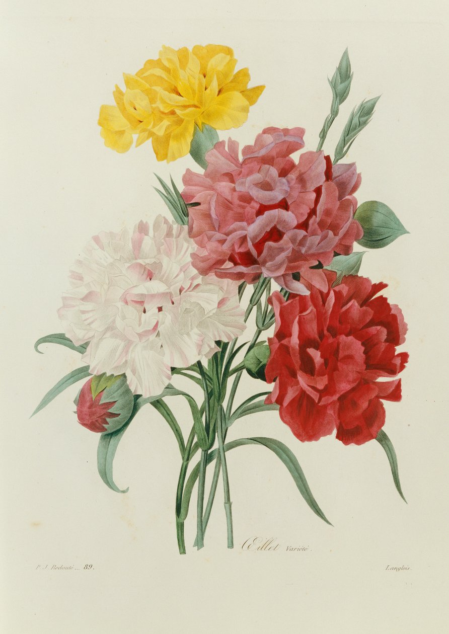 कार्नेशन्स, "सबसे सुंदर फूलों की पसंद" से, c.1833 द्वारा पियरे जोसेफ रेडाउट