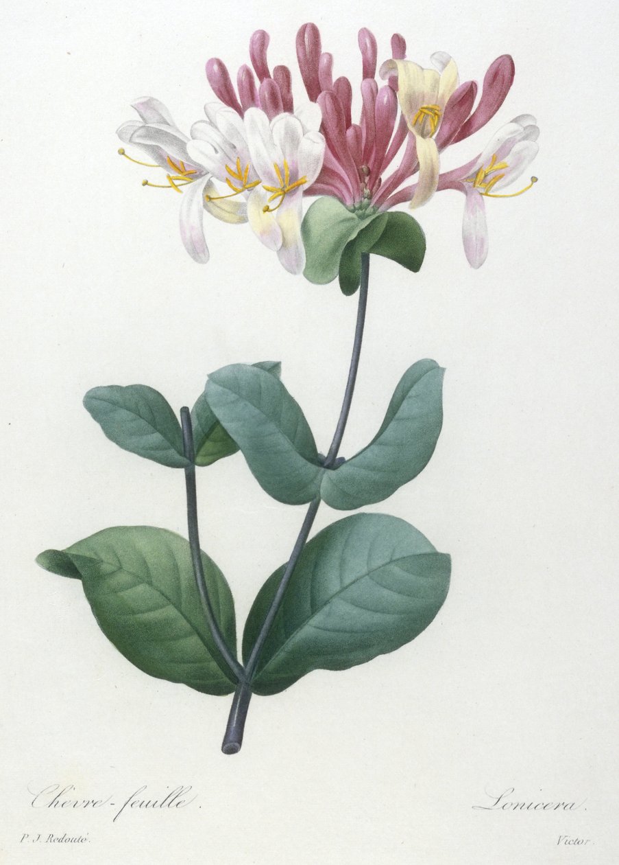 सबसे सुंदर फूल और सबसे सुंदर फल, 1827 की पसंद से बकरी का पत्ता द्वारा पियरे जोसेफ रेडाउट