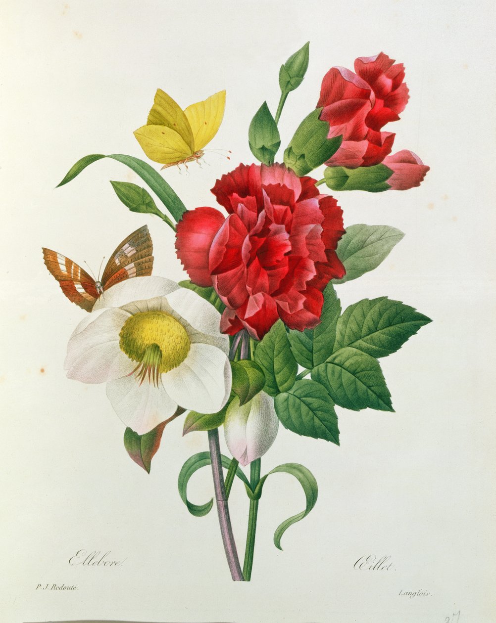 पियरे रेडआउट (1759-1840) द्वारा &39;द चॉइस ऑफ द मोस्ट ब्यूटीफुल फ्लावर्स&39; से क्रिसमस रोज़, हेलबोरस नाइगर और रेड कार्नेशन द्वारा पियरे जोसेफ रेडाउट