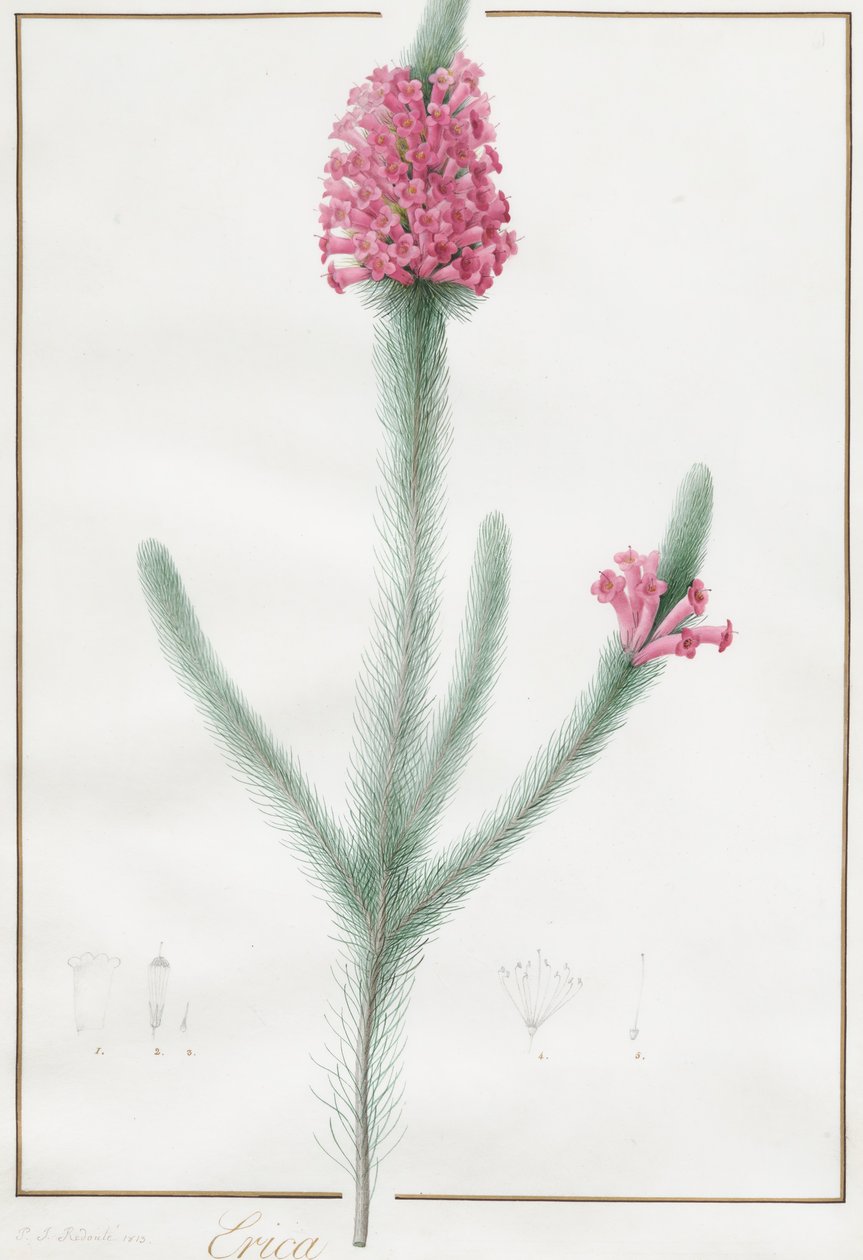 एरिका फुल्गिडा, 1813। द्वारा पियरे जोसेफ रेडाउट
