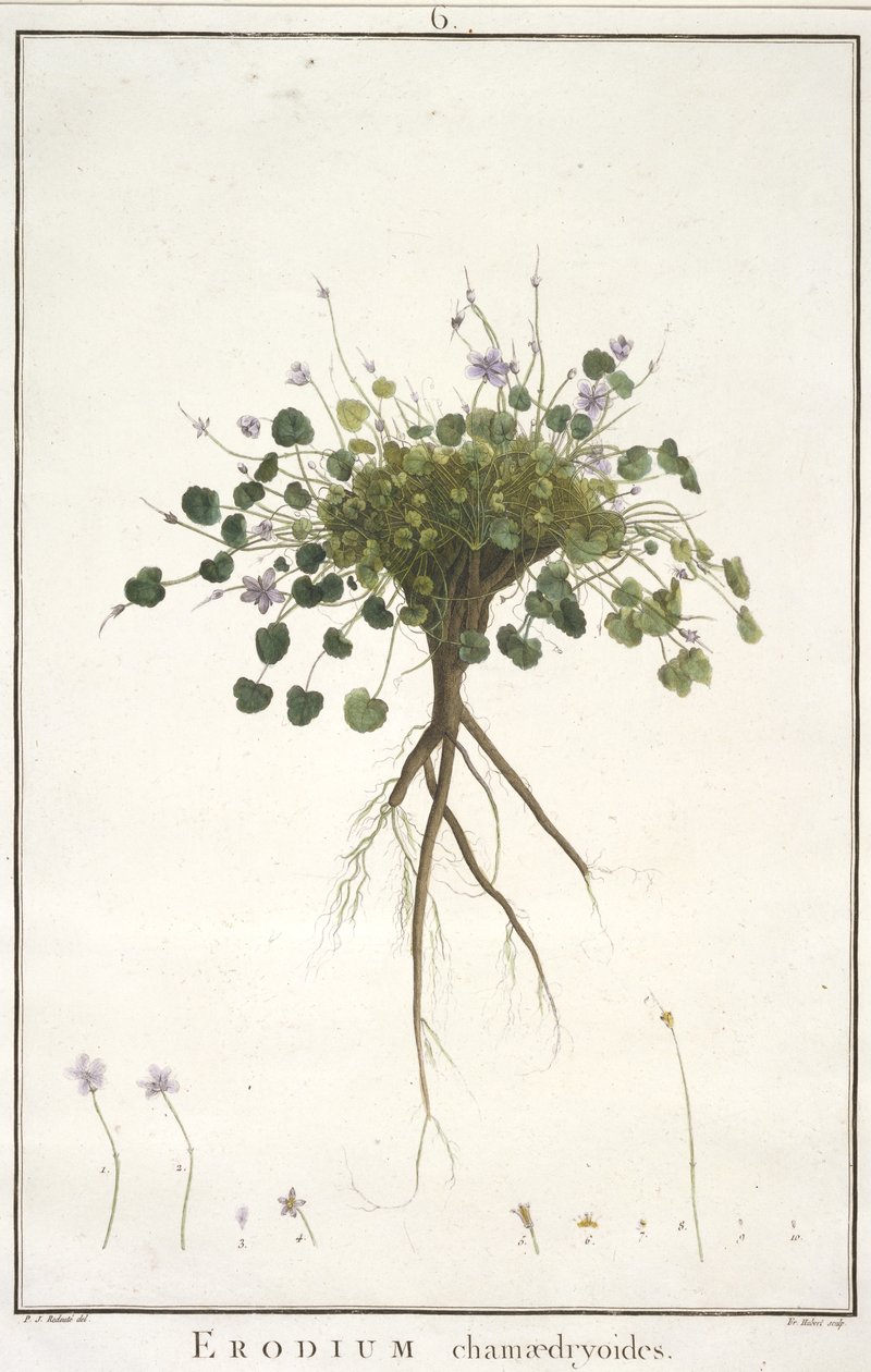 डेज़ी chamaedryoides, Geraniologia, या घंटे, PELARGONII से, Monsoniae Grielum इतिहास माउस वर्णन करने के लिए, 1787-1788 (हाथ से रंग का उत्कीर्णन) द्वारा पियरे जोसेफ रेडाउट
