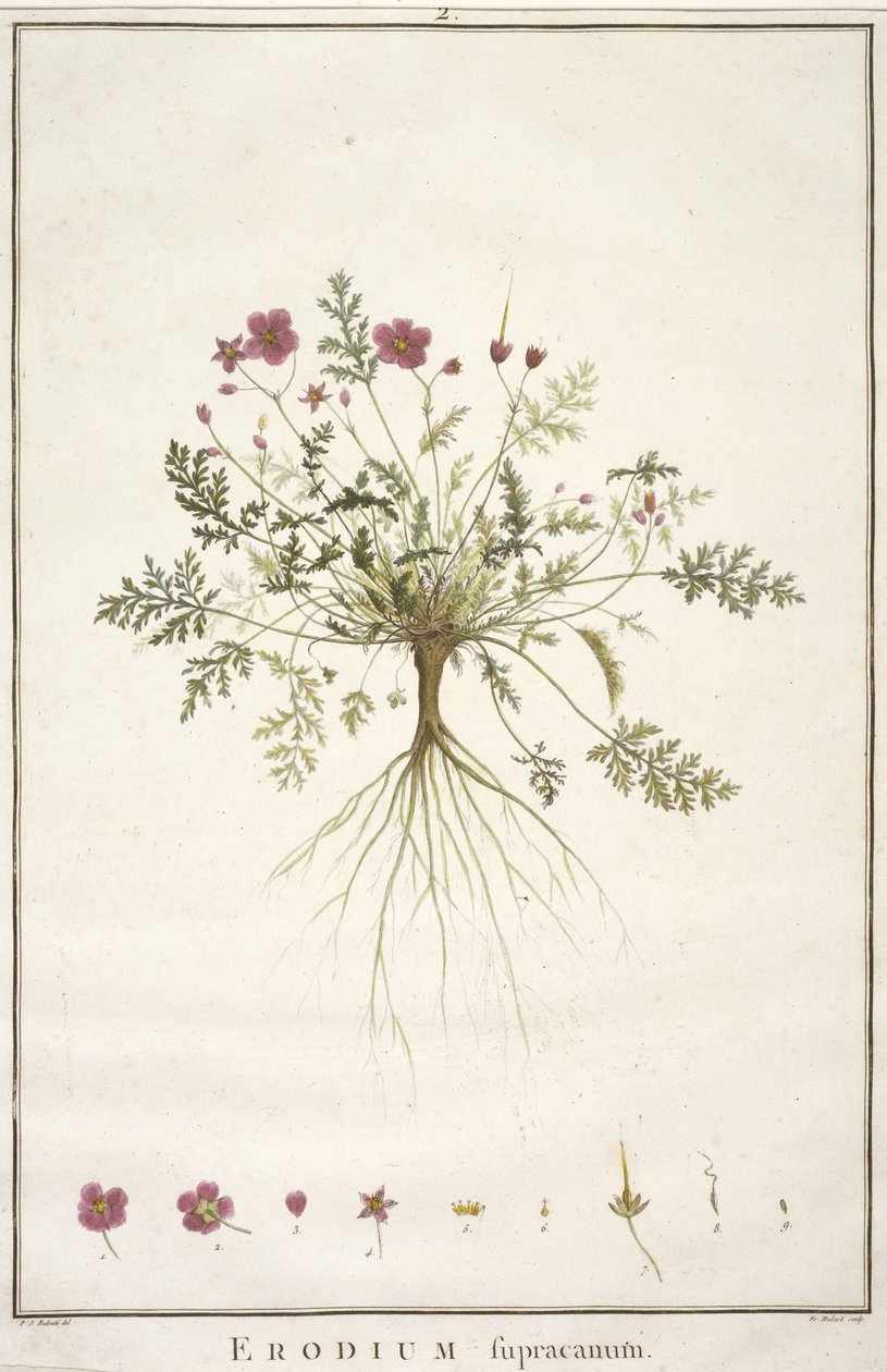 डेज़ी supracanum, Geraniologia, या घंटे, PELARGONII से, Monsoniae Grielum इतिहास माउस वर्णन करने के लिए, 1787-1788 (हाथ से रंग का उत्कीर्णन) द्वारा पियरे जोसेफ रेडाउट