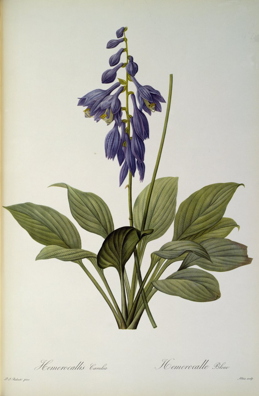 लेस Liliacearum 1806 Hemerocallis नीले, से ` द्वारा पियरे जोसेफ रेडाउट