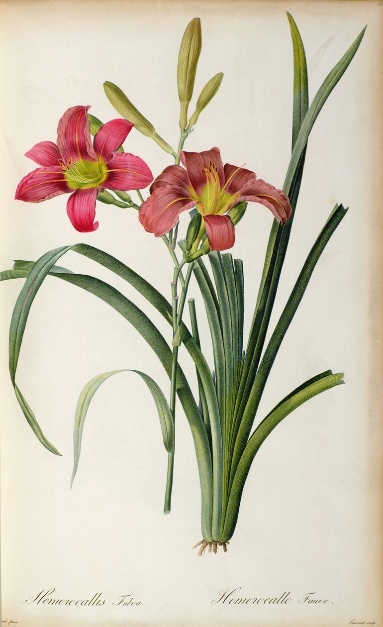 लेस Liliacearum 1805 Hemerocallis fulva, से ` द्वारा पियरे जोसेफ रेडाउट