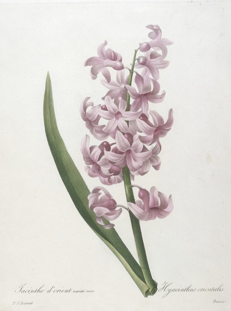 सबसे सुंदर फूल और सबसे सुंदर फल, 1827 की पसंद से जलकुंभी प्राच्य, जलकुंभी प्राच्य, द्वारा पियरे जोसेफ रेडाउट