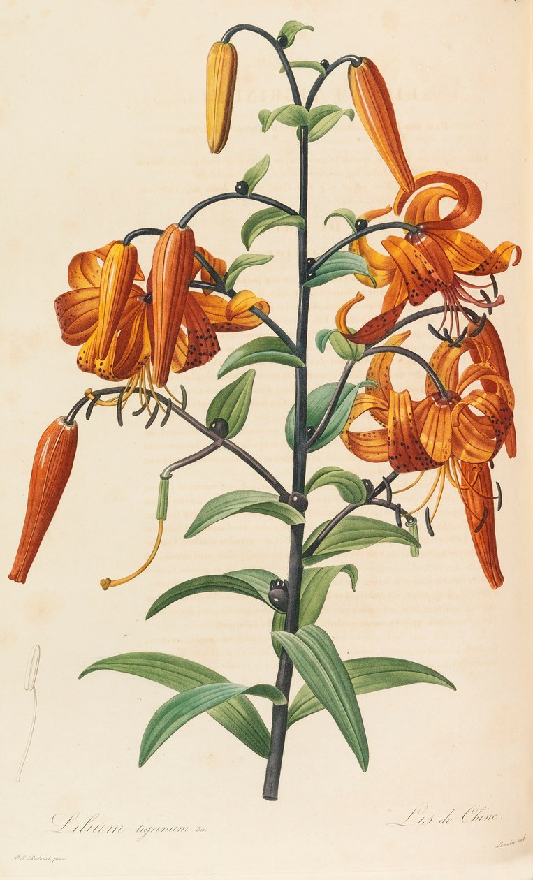 लिलाक, 1804-1815। द्वारा पियरे जोसेफ रेडाउट