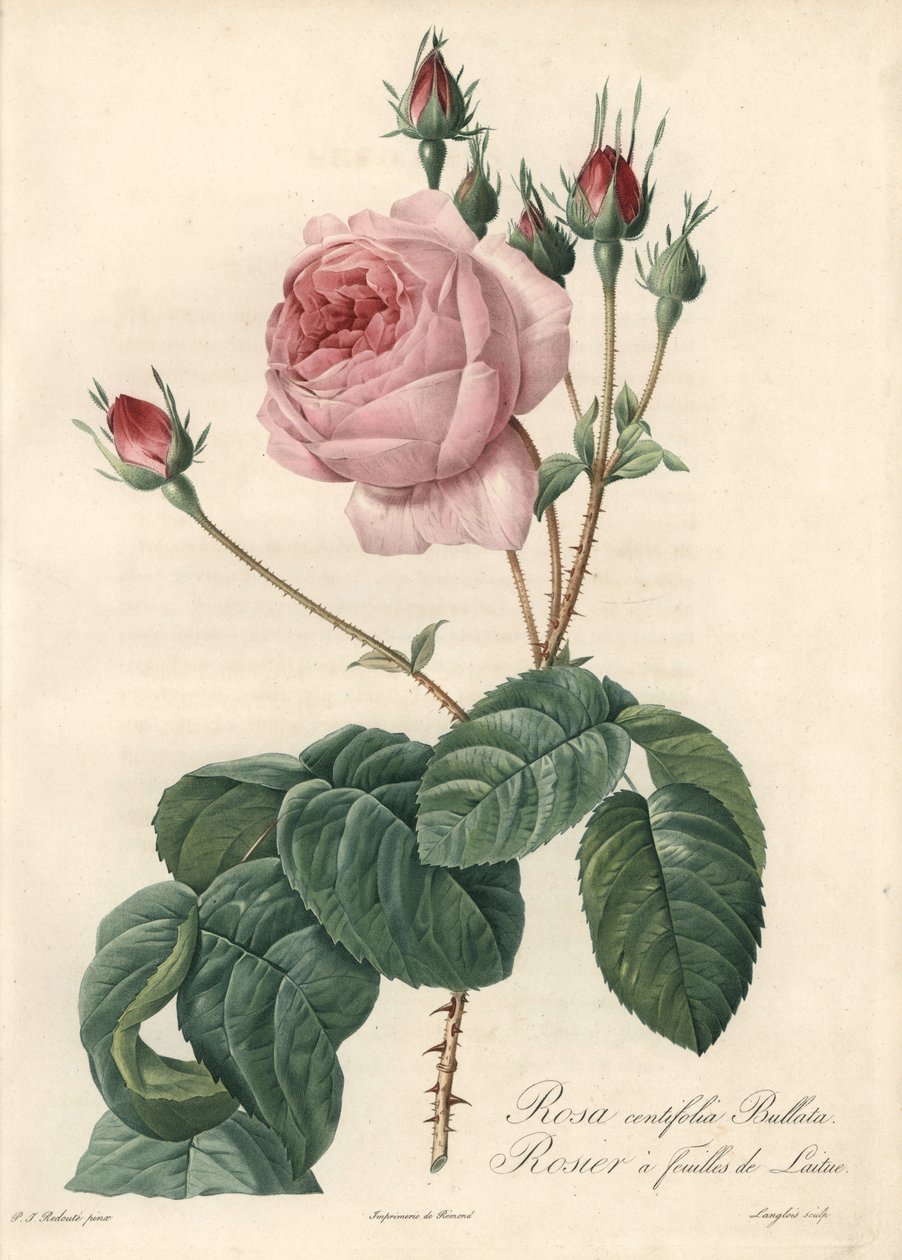 लेट्यूस लीफ रोज - लेस रोजेस से पियरे जोसेफ रेडौटे (1759-1840) के एक चित्रण के आधार पर ईओ फोर्ट डी लैंग्लोइस द्वारा पियरे जोसेफ रेडाउट