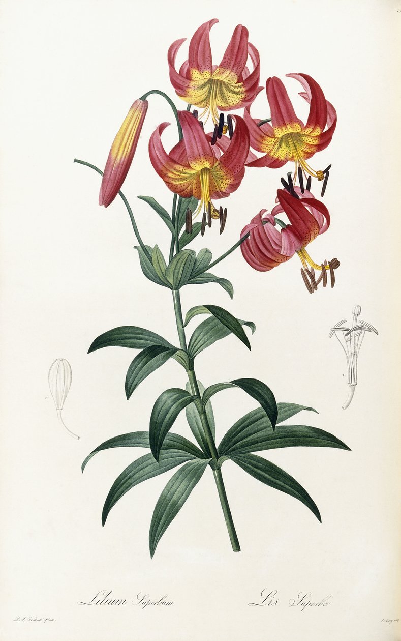 लिली के गौरव, 1805-1816 द्वारा पियरे जोसेफ रेडाउट