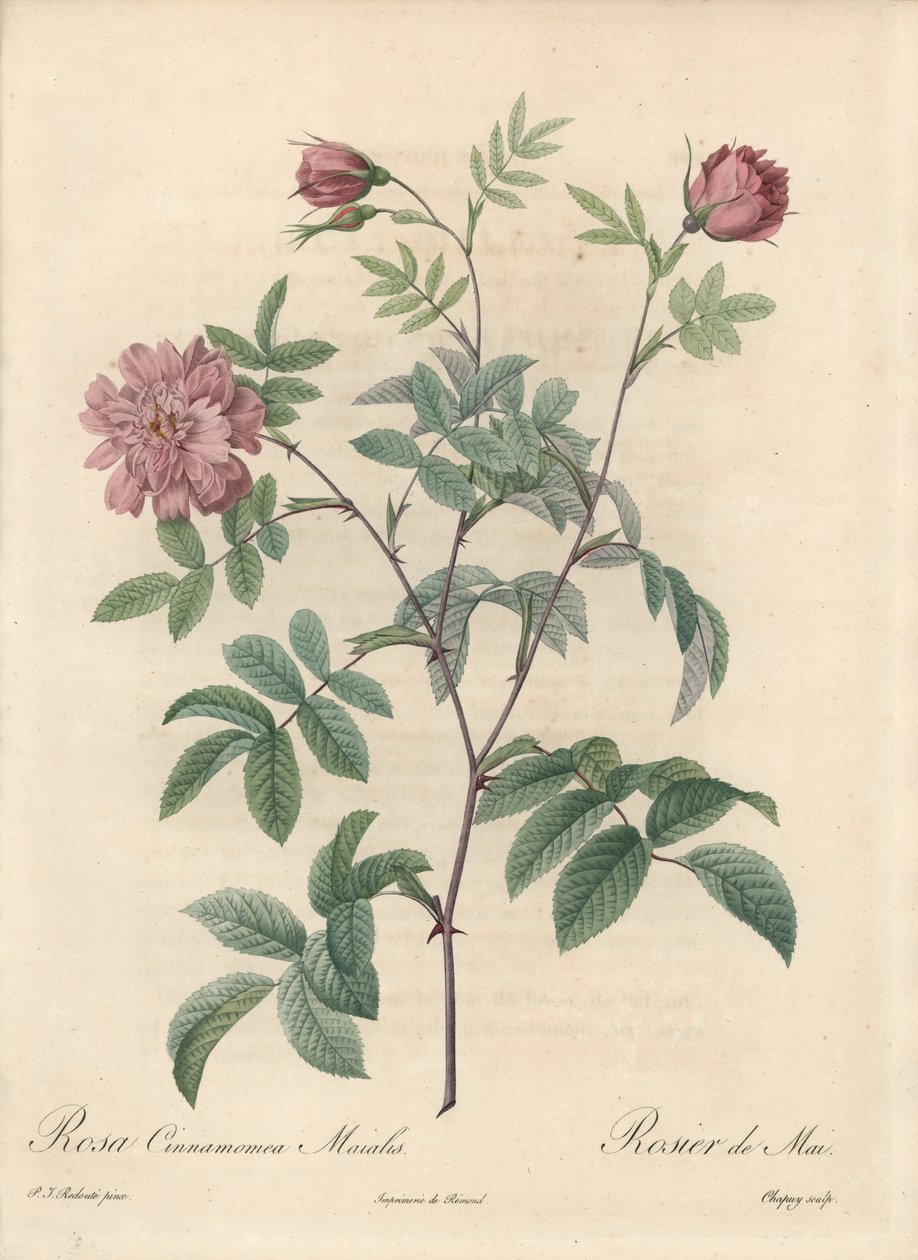 मई गुलाब या दालचीनी गुलाब - पियरे जोसेफ रेडौटे (1759-1840) के एक दृष्टांत से एउ फोर्टे डी चापुय, लेस रोजेज से निकाला गया द्वारा पियरे जोसेफ रेडाउट
