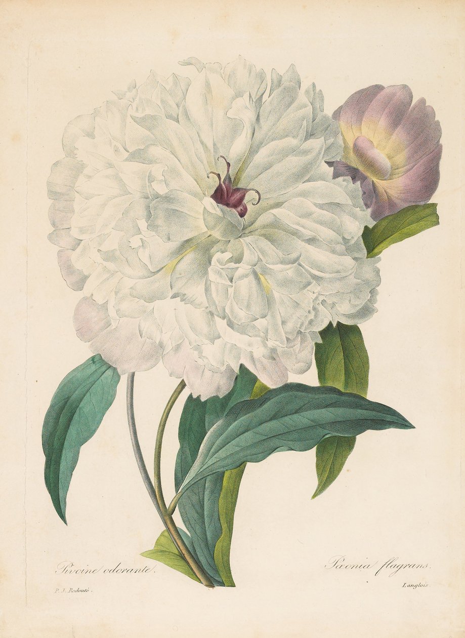 Paeonia flamrans Peony, 1827। द्वारा पियरे जोसेफ रेडाउट