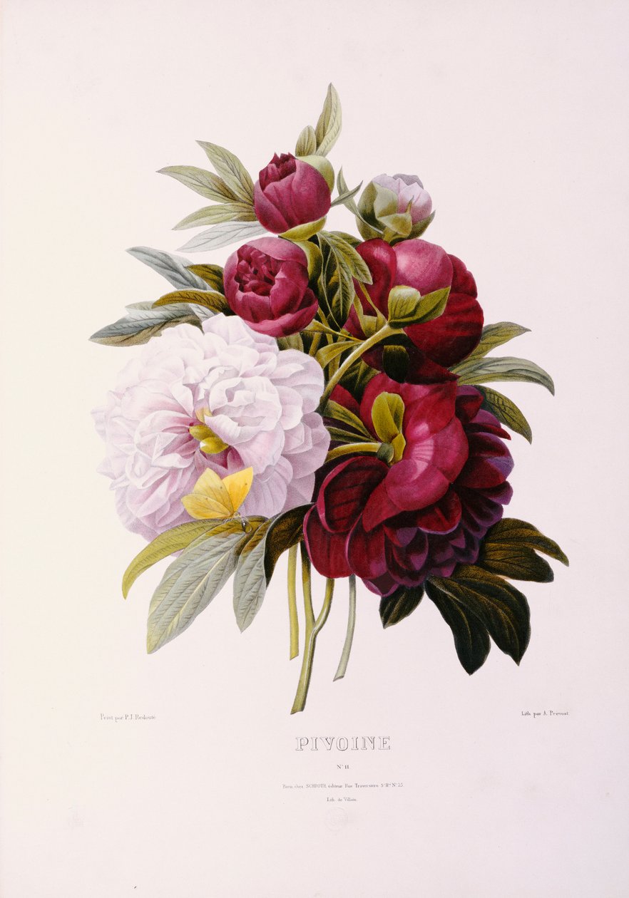 Peonies, Prevost द्वारा उकेरा गया द्वारा पियरे जोसेफ रेडाउट