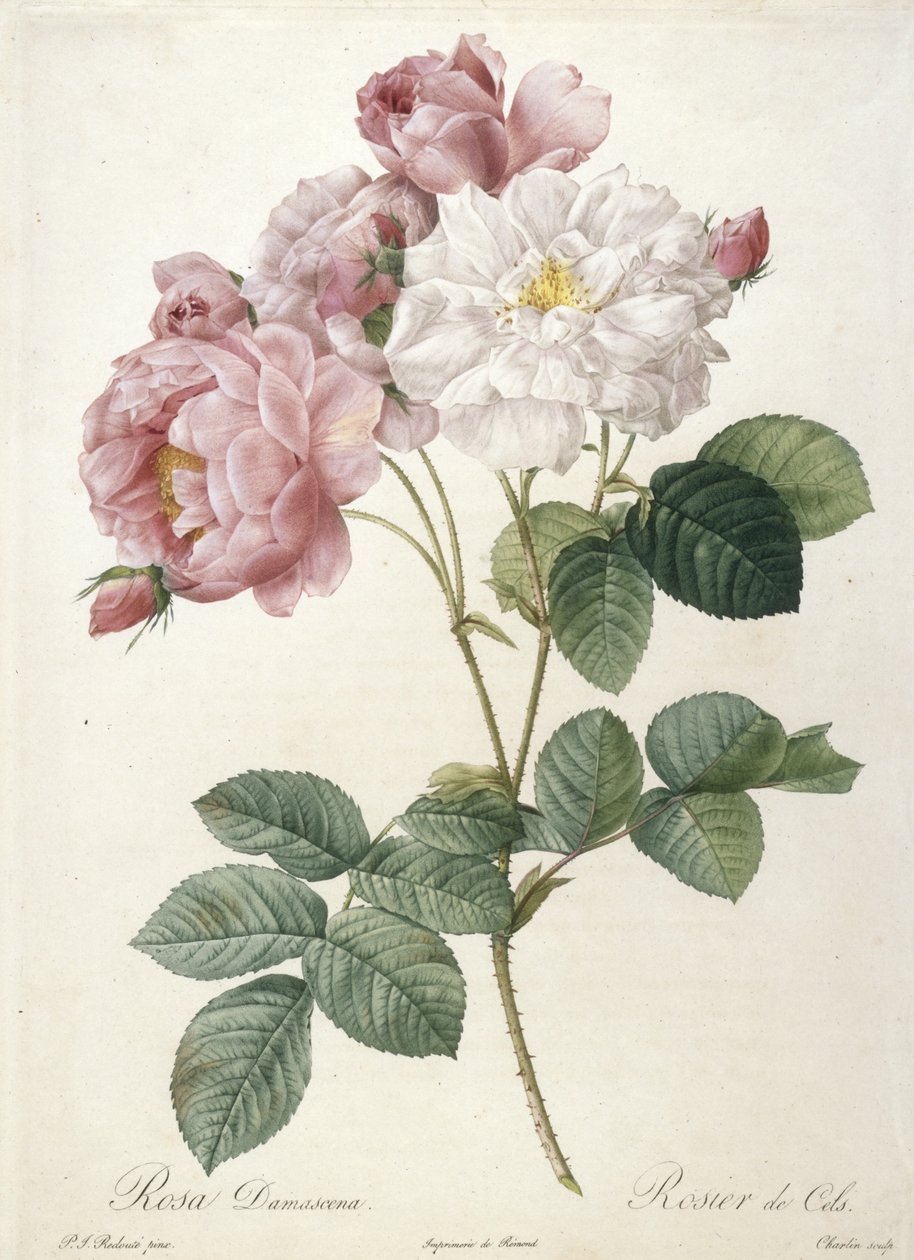 रोजा डेसमेसेना, लेस रोस, 1817-24 से रोजियर डे सेल्स, (हाथ से रंगा हुआ स्टिपल उत्कीर्णन) द्वारा पियरे जोसेफ रेडाउट