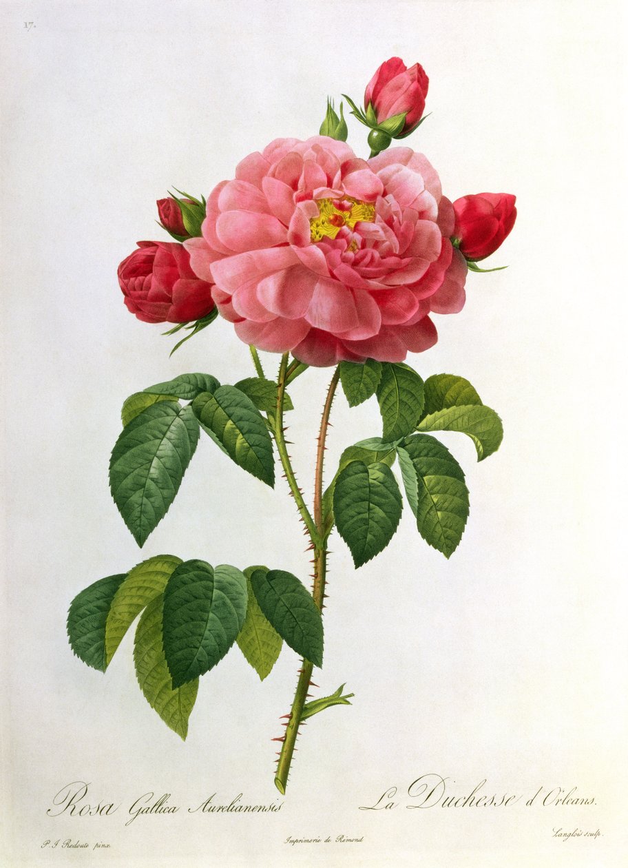 रोजा गैलिका औरेलेंसिस, जो Eustache Hyacinthe Langlois (1777-1837) द्वारा उत्कीर्ण है द्वारा पियरे जोसेफ रेडाउट
