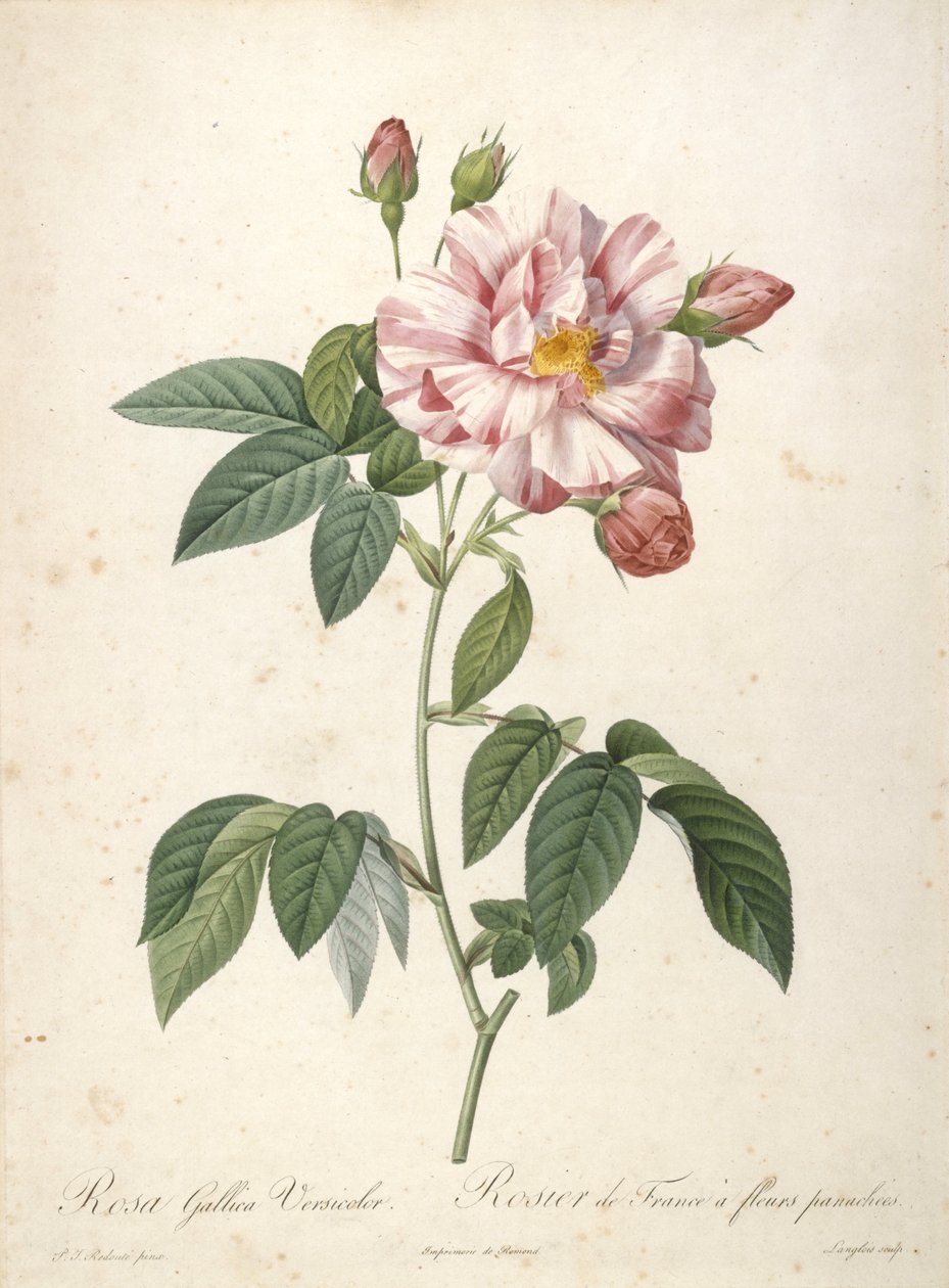 रोजा गैलिका वर्सिकलर, लेस रोज़े, 1817-24 (हाथ से सफ़ेद रंग का स्टेपल उत्कीर्णन) से बेर फूल के साथ फ्रेंच गुलाब का फूल द्वारा पियरे जोसेफ रेडाउट