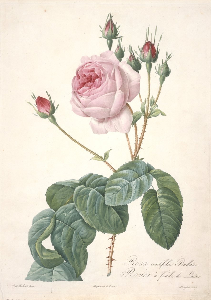 रोजा सेंटिफ़ोलिया बुल्लाटा, लेट्यूस लीफ गुलाब, लेस रोज़ेज़ से, 1817-24 (हाथ से रंगा हुआ सिप्पल उत्कीर्णन) द्वारा पियरे जोसेफ रेडाउट
