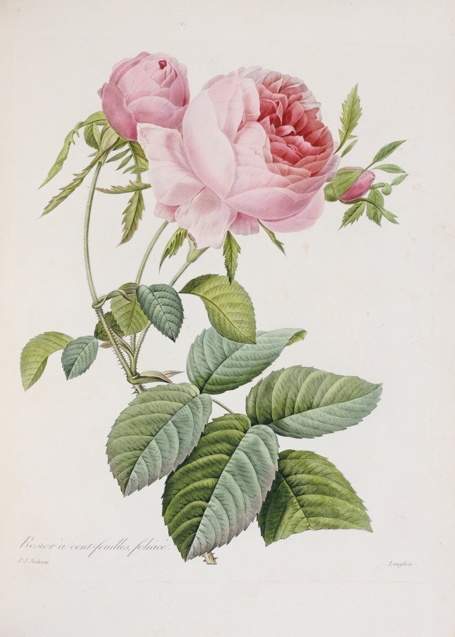रोज, Eustache Hyacinthe Langlois द्वारा उत्कीर्ण द्वारा पियरे जोसेफ रेडाउट