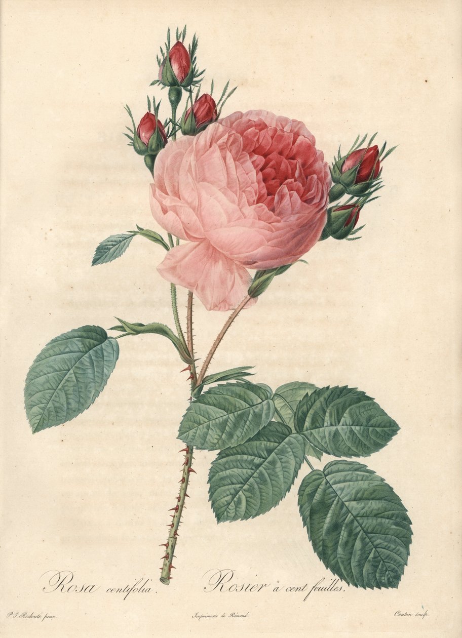 गुलाब के सौ पत्ते (एक सौ पत्ते) - लेस रोजेस से पियरे जोसेफ रेडआउट (1759-1840) के चित्रण के आधार पर चार्लिन द्वारा ईओ फोर्ट द्वारा पियरे जोसेफ रेडाउट