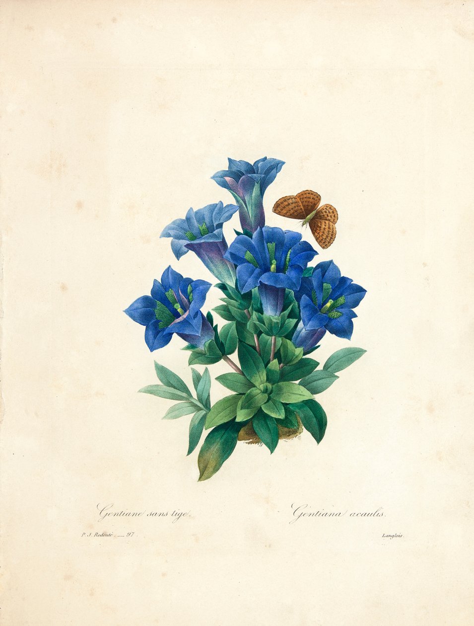 Stemless Gentian, &39;सबसे सुंदर फूल और सबसे सुंदर फल चुनना&39; से, वॉल्यूम। II, 1827-33 द्वारा पियरे जोसेफ रेडाउट
