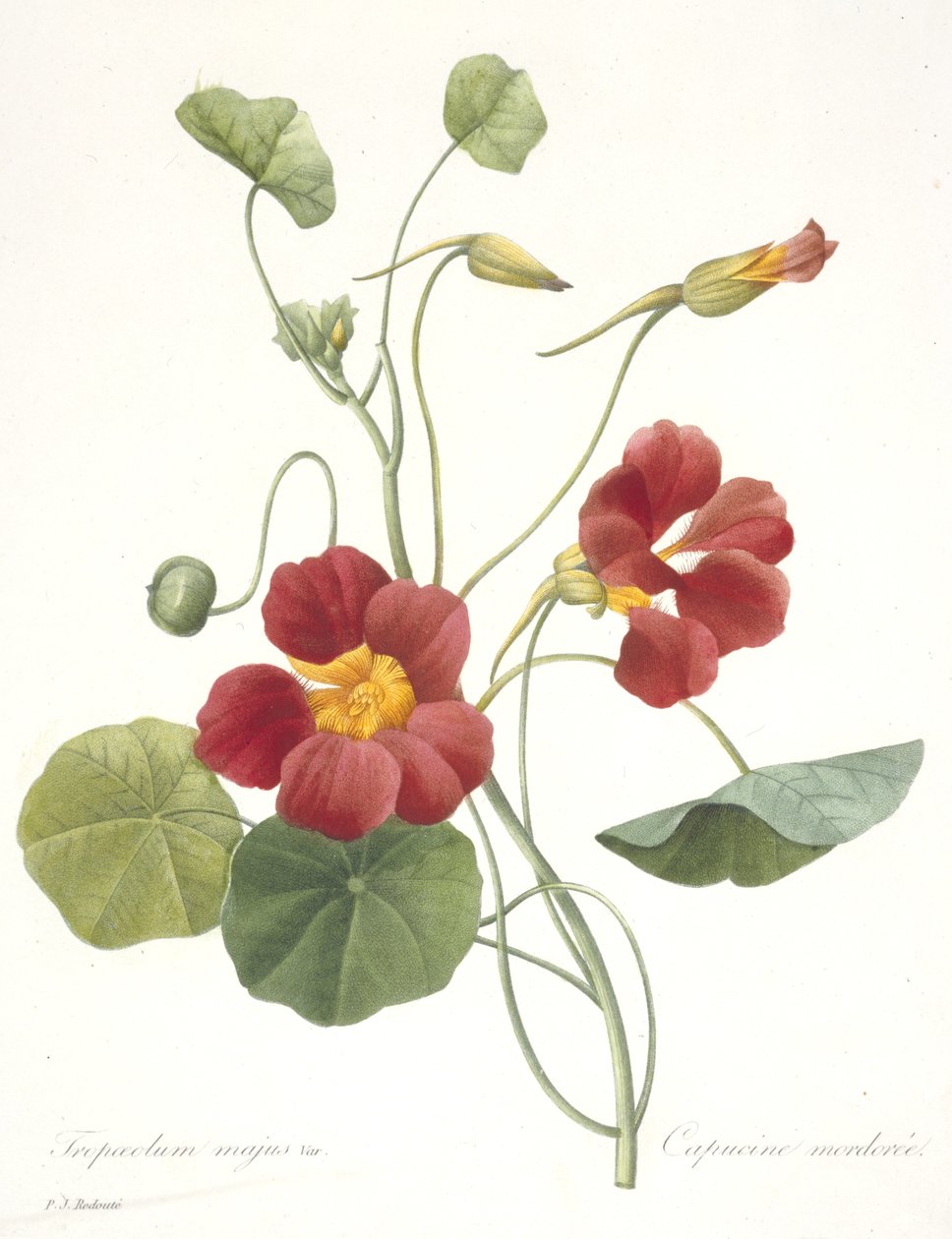 ट्रोपोलियम माजुस (गार्डन नास्त्रर्टियम), 1827 द्वारा पियरे जोसेफ रेडाउट