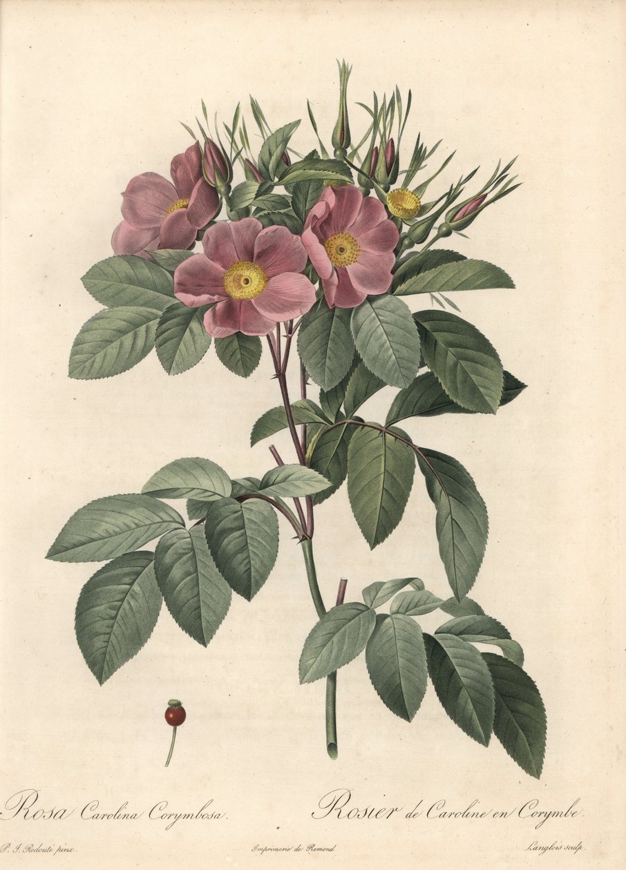 वर्जीनिया गुलाब, काले फूल - लेस रोजेस से पियरे जोसेफ रेडआउट (1759-1840) के एक चित्रण के आधार पर ईओ फोर्ट डी लैंग्लोइस द्वारा पियरे जोसेफ रेडाउट