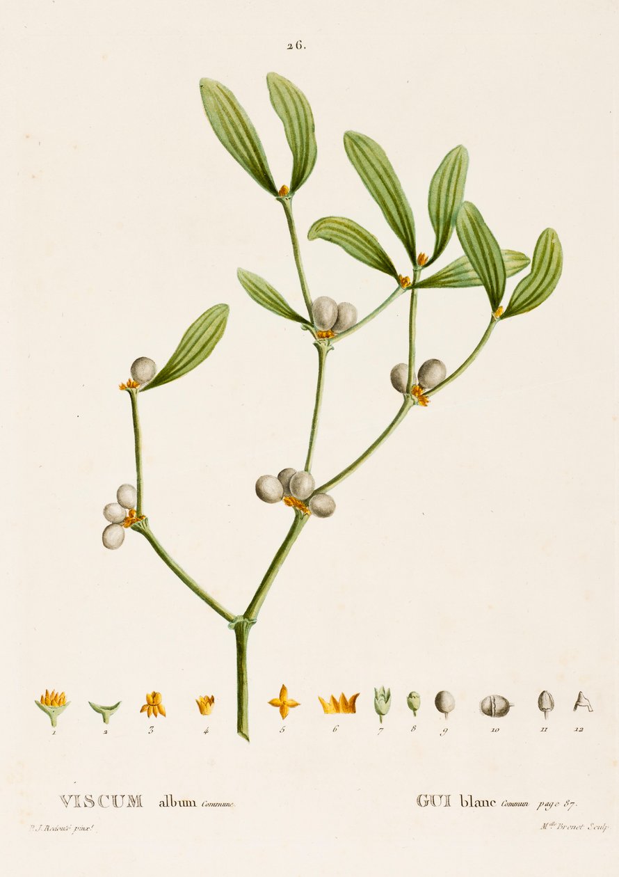 विस्कम सफेद एल मिस्टलेटो, c1800-1830। द्वारा पियरे जोसेफ रेडाउट