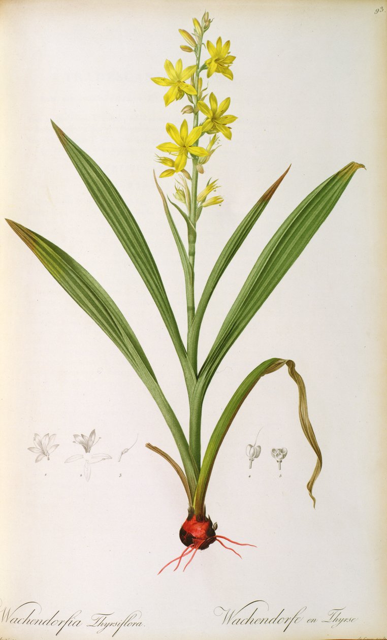 &39;लेस लिलियासीस&39; से वाचडॉर्फिया थिर्सिफ्लोरा, c.1805 (रंगीन नक्काशी) द्वारा पियरे जोसेफ रेडाउट