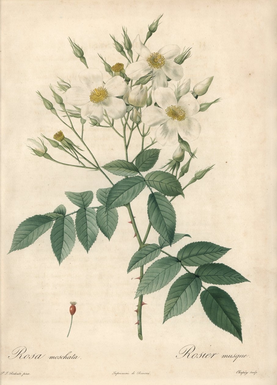 सफेद फूल कस्तूरी गुलाब - लेस रोजेस से पियरे जोसेफ रेडौटे (1759-1840) के एक चित्रण के आधार पर ईओ फोर्टे डी चापुय द्वारा पियरे जोसेफ रेडाउट