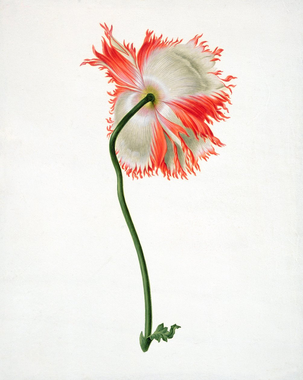 PD.101-1973f.13 फील्ड पॉपी, पीछे से देखा गया (वेल्च पर wc und gouache द्वारा Pieter Withoos