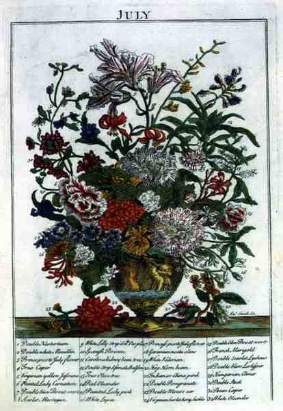जुलाई, रॉबर्ट फ्यूबर द्वारा प्रदर्शित 'द फ्लावर गार्डन' से (c.1674-1756), जेम्स स्मिथ द्वारा उकेरा गया, पब। 1732 (रंगीन उत्कीर्णन) द्वारा पीटर (बाद में) कैस्टेल्स