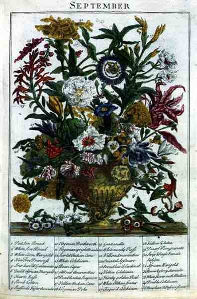 सितंबर, रॉबर्ट फ्यूबर द्वारा प्रदर्शित 'द फ्लावर गार्डन' से (c.1674-1756), जेम्स स्मिथ द्वारा उकेरा गया, पब। 1732 (रंगीन उत्कीर्णन) द्वारा पीटर (बाद में) कैस्टेल्स