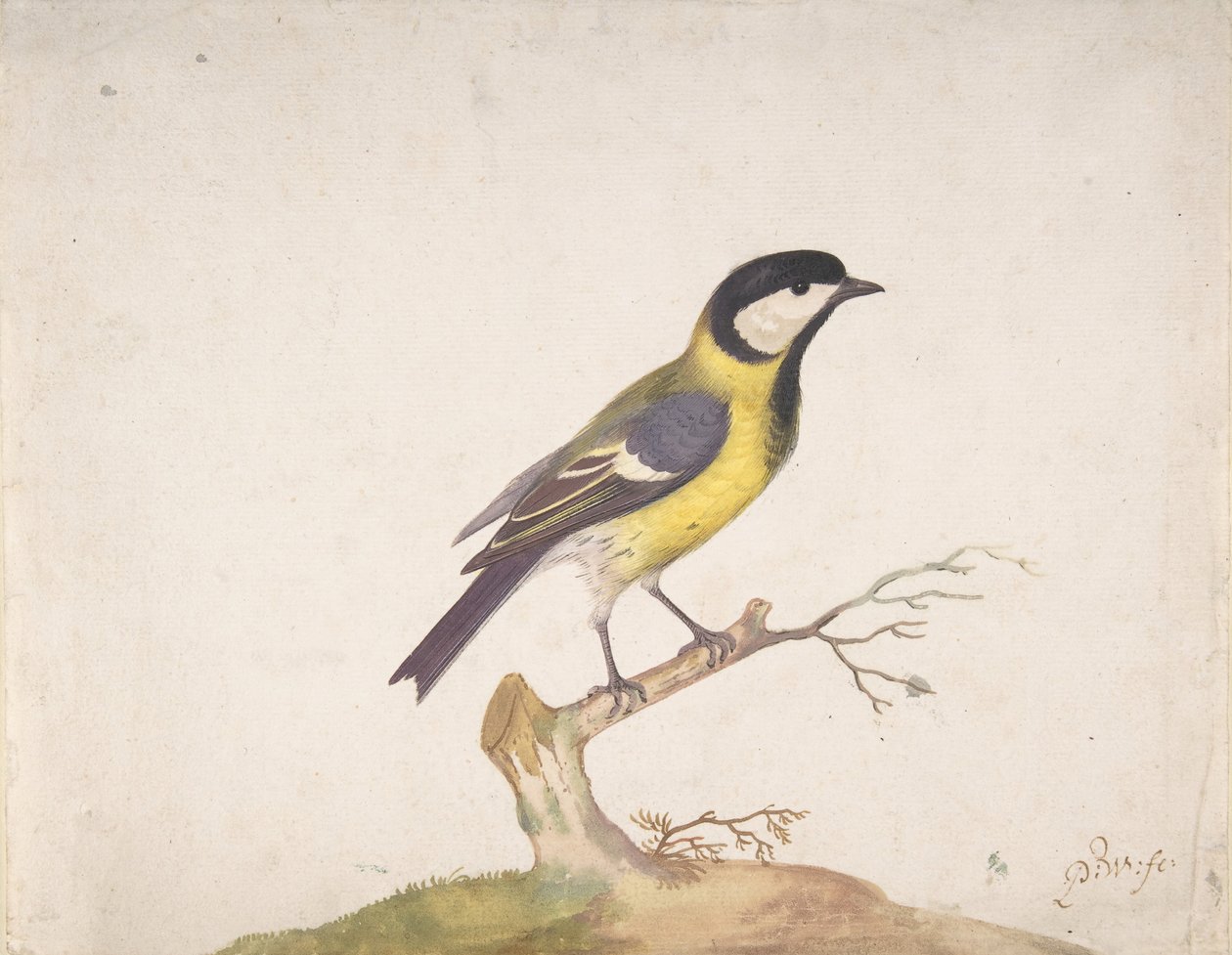एक महान टिटमाउस पारस प्रमुख एक शाखा पर स्थित, 1670-93। द्वारा Pieter Withoos