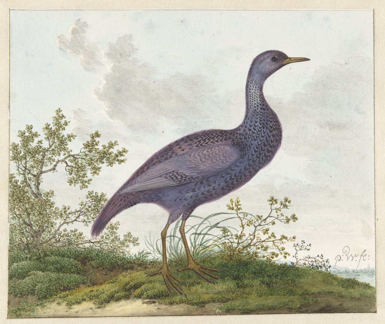  द्वारा Pieter Withoos