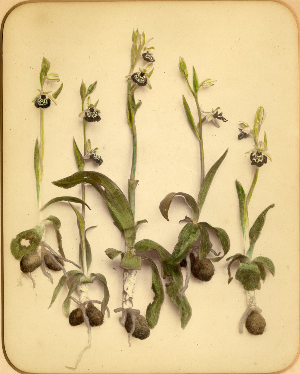 जंगली आर्किड, 1870 (एल्बम प्रिंट) द्वारा पिएत्रो गाइडि