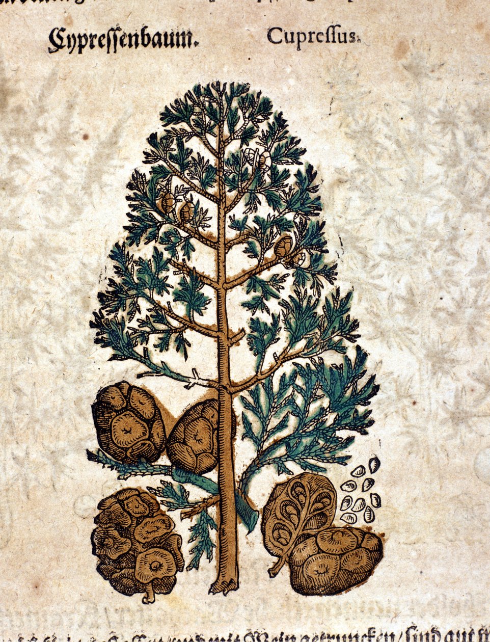साइपर शंकु। उत्कीर्णन - पिएत्रो एंड्रिया मैटिओली (मैथियोल) (1500-1577) द्वारा "" क्रेटरबच डेस अत्यधिक विद्वान और प्रसिद्ध श्री डी। पेट्री एंड्री मैथियोली "" में। फ्रैंकफर्ट द्वारा पिएत्रो एंड्रिया मैटिओली