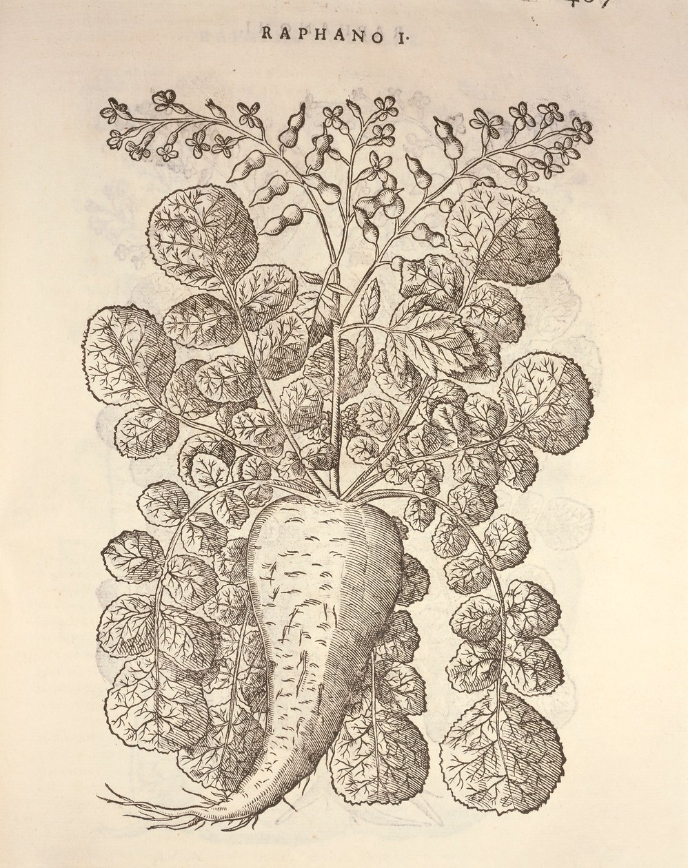 हॉर्सरैडिश (आर्मोरासिया रस्टिकाना), पियर एंड्रिया मैटिओली द्वारा उत्कीर्ण द्वारा पिएत्रो एंड्रिया मैटिओली