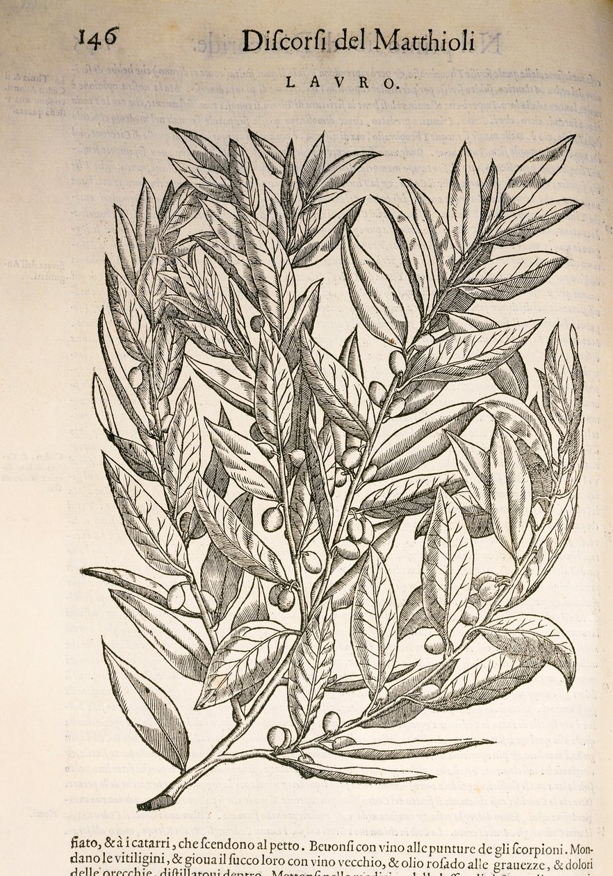 लॉरेल (लौरस), पियर एंड्रिया मैटिओलिक द्वारा उत्कीर्ण द्वारा पिएत्रो एंड्रिया मैटिओली