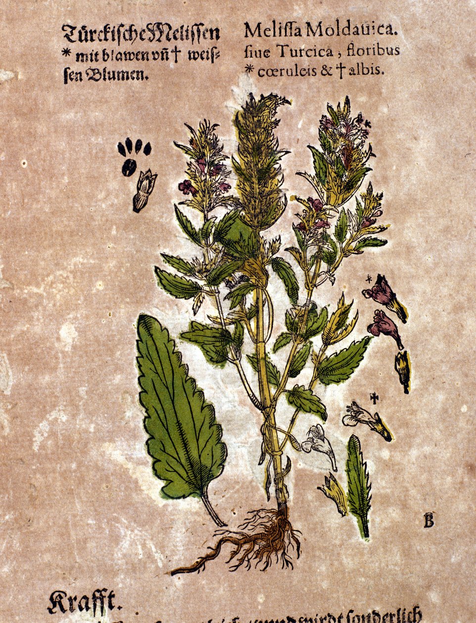 बाम। उत्कीर्णन - पिएत्रो एंड्रिया मैटिओली (मैथियोल) (1500-1577) द्वारा "" क्रेटरबच डेस अत्यधिक विद्वान और प्रसिद्ध श्री डी। पेट्री एंड्री मैथियोली "" में। फ्रैंकफर्ट द्वारा पिएत्रो एंड्रिया मैटिओली