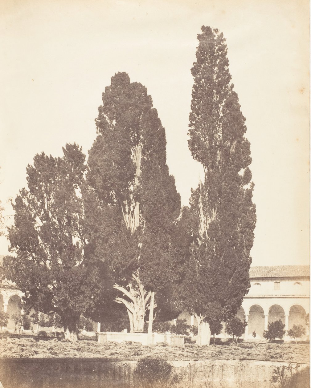 कार्थुसियन कॉन्वेंट, रोम में पुराने सरू के पेड़, 1853-56। द्वारा संभवतः जेन मार्था सेंट जॉन द्वारा।