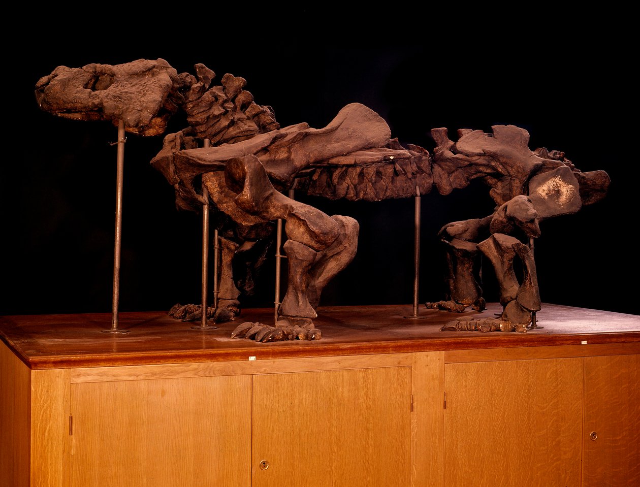 प्रागितिहास; डायनासोर: ichtyosaur का कंकाल। पेरिस, प्राकृतिक इतिहास का संग्रहालय द्वारा प्रागैतिहासिक प्रागैतिहासिक
